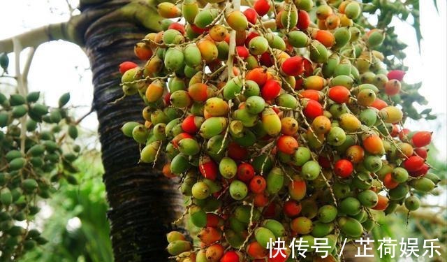 营养成分|癌细胞或比较钟情于5种水果,自查下,里面有你喜欢吃的吗