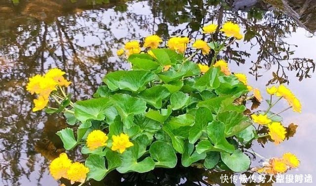 野菜|长在溪边无人识，叶子却极珍贵，俗称“驴蹄菜”，别忽视