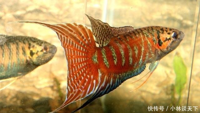 斗鱼科|世上最好养的4种观赏鱼,如果你养不活,以后还是不要养鱼了