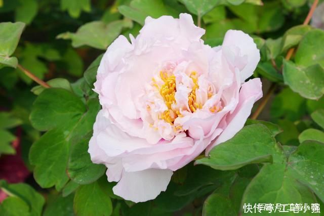 始吐|皮日休:落尽残红始吐芳，佳名唤作百花王