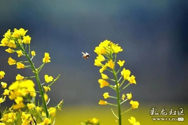 春天已“到货”！安宁万亩油菜花开啦|周末去哪儿 | 老年