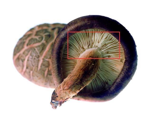 菜贩子|买香菇时，懂行的人看到这5种扭头就走，菜贩子：我自己从来不吃