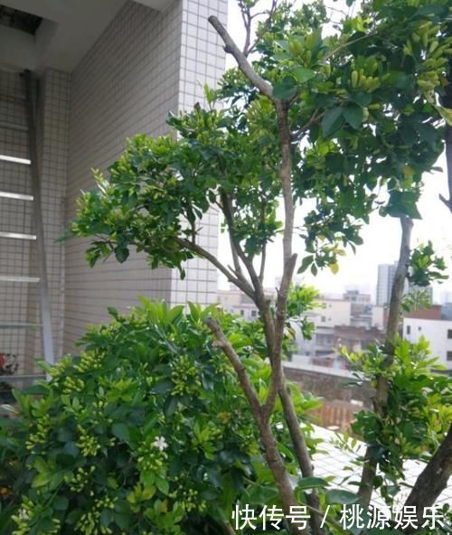养分|嫌吊兰不好看，不如养上“此花”，花期达半年，花香味能媲美香水
