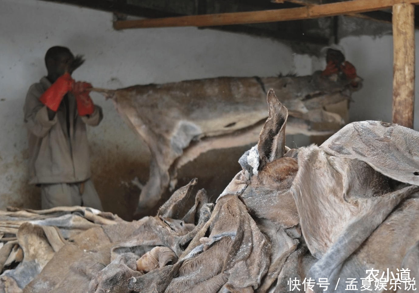 又一“神藥”跌落神壇：營養(yǎng)還沒雞蛋高，一斤卻能賣到3000元