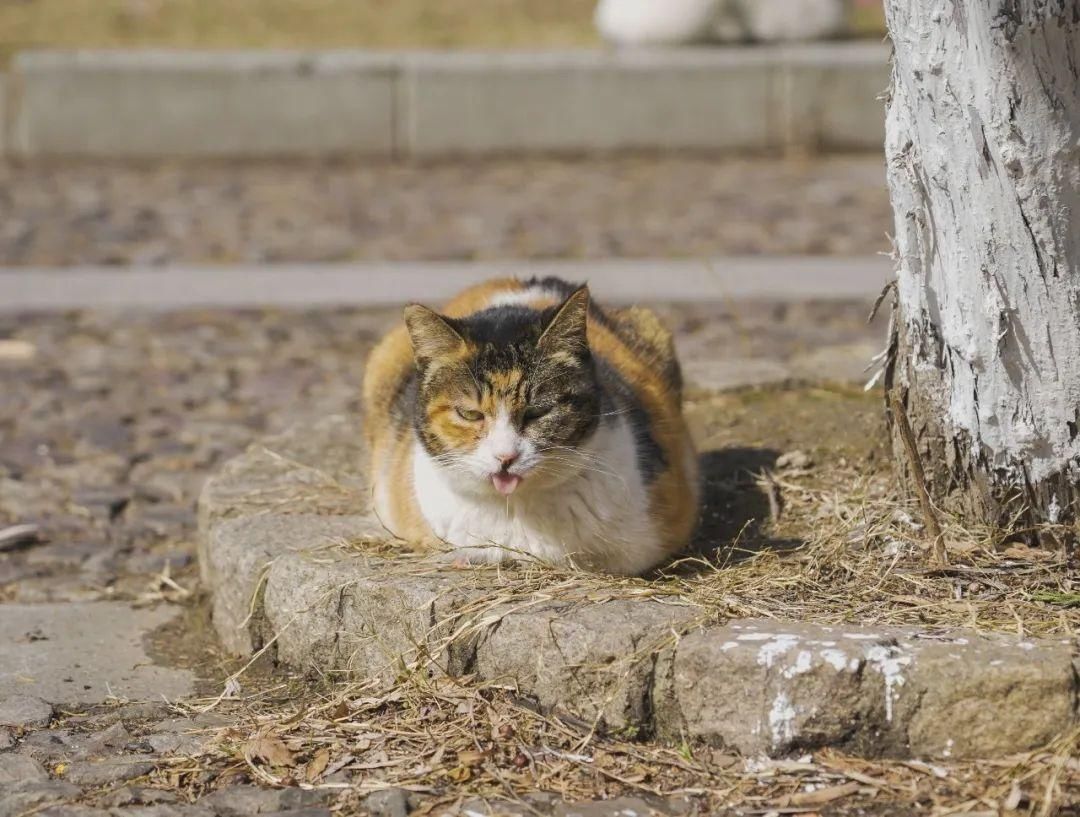 古城|春到同济!太(you)爱(fu)了(li)!