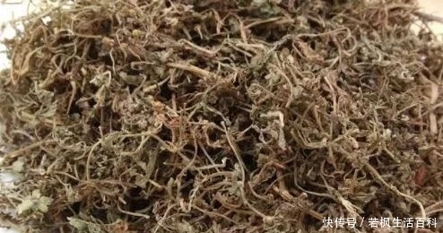  种植物|山中一野货无人识，市面一斤要卖几十块，常吃可以起滋补作用