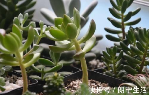 光照|养多肉植物，做忌3点，难怪一养就徒长，现在改正还不晚