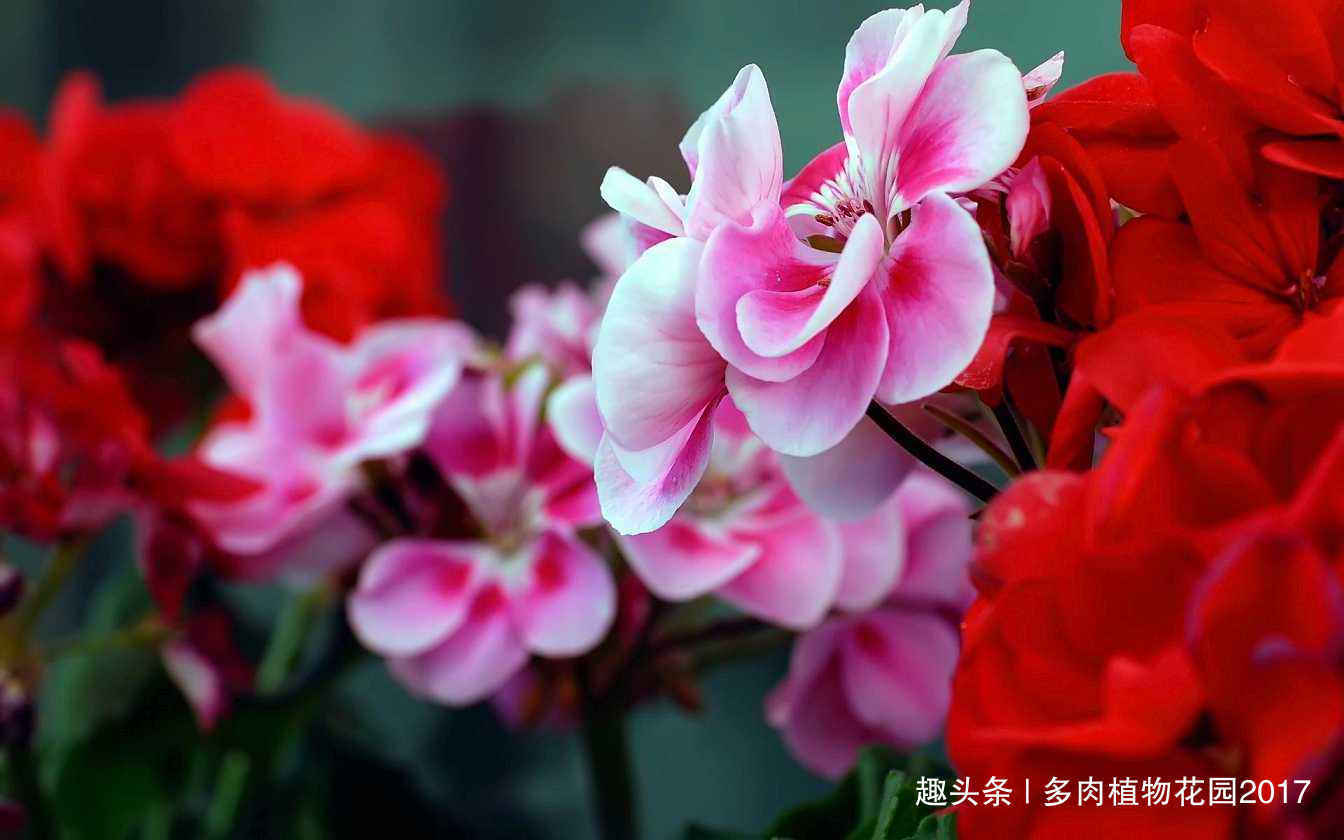 主枝|秋天给天竺葵剪几刀,来年开花更多