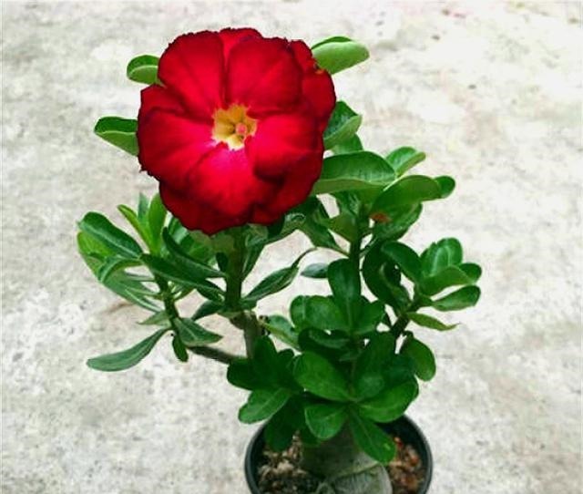 沙漠玫瑰有“4怕”，难怪不开花总烂根，学会了1年花开10个月