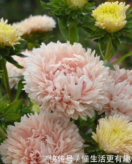 比月季还美的花,开花一大把,秋天正是欣赏季节!