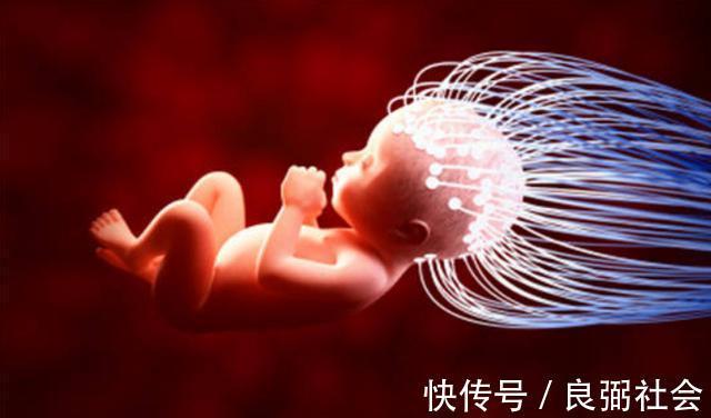大脑皮层|孕晚期是胎儿期大脑发育高峰期,孕妈秉承三原则,可为胎儿补脑