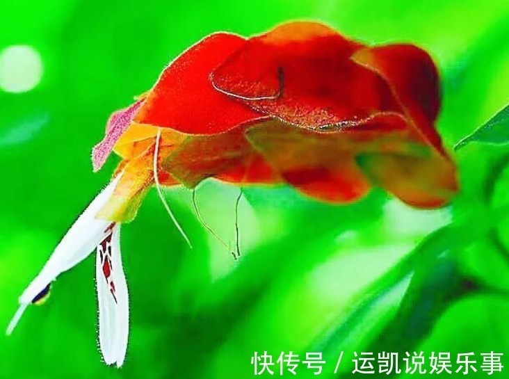 最漂亮的5种花,还特别好养,一开就是100朵,轻松养爆盆!