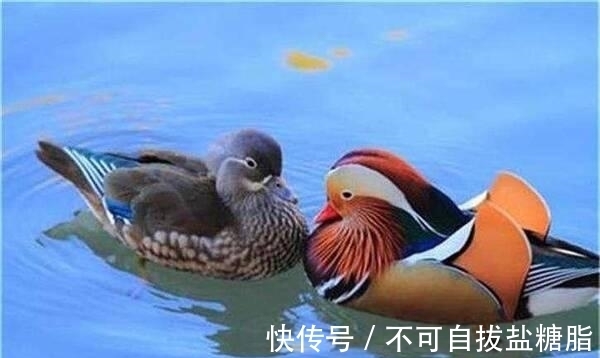 俗语：“两鸟进门，不富也喜”，你知道是哪2种鸟吗？为何没喜鹊