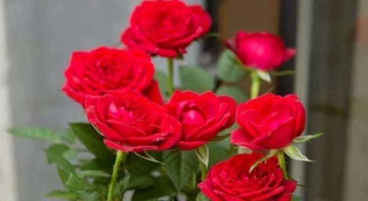 桂花|3种花漂亮又养人,泡茶解暑,人养花,花也养人,花朵又大又鲜艳