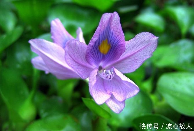 4种花很好养,耐热耐晒更耐旱,株型美观大气,优雅美观