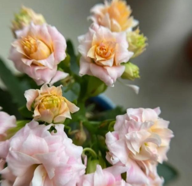 75个长寿花品种，一个比一个美，一起来认识一下吧！