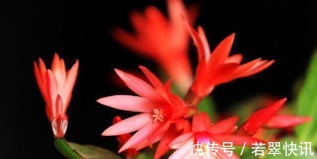 浇水|老花匠这样养蟹爪兰，“1种汁液”兑水浇，7天1次，新芽蹭蹭冒