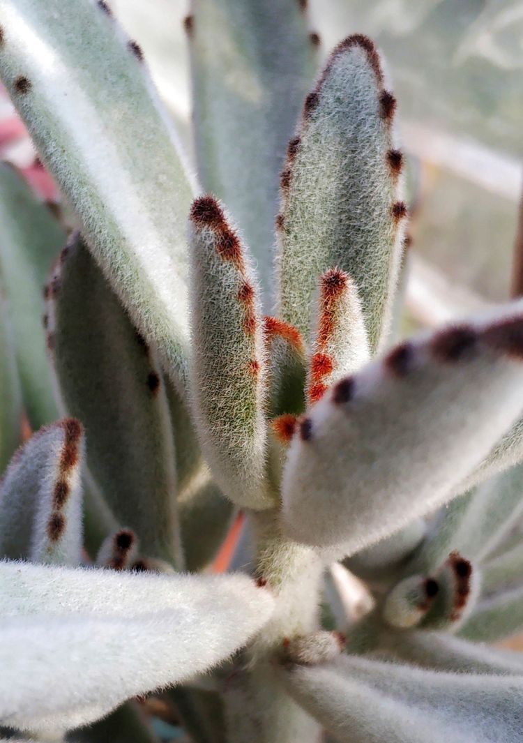 成长|与多肉一起走过的日子,见证多肉的成长过程!