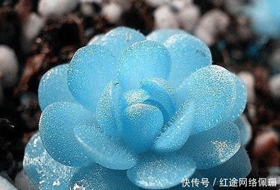 这5款花恰恰相反,浇水多黄叶烂根快就因它,养花不可不知