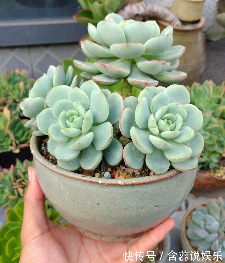 坛子|他用菜坛子种多肉,1分不花,呼呼长成“大米饭”!