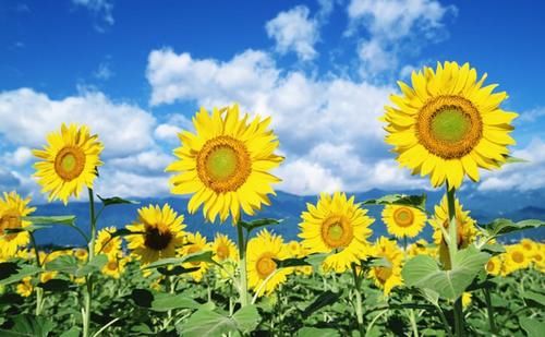 血压|老人患高血压20年，身体健康如常人，日常饮食坚持三个“不”字