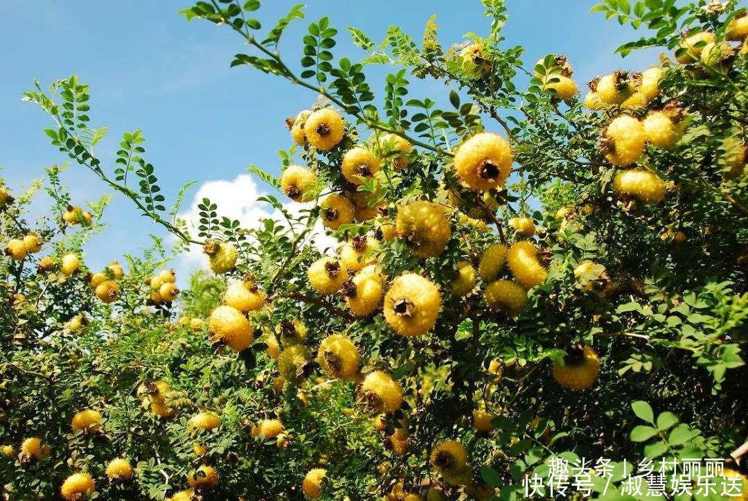 果实|山里的野果是农村童年最珍贵的零食,吃过的至少是90后