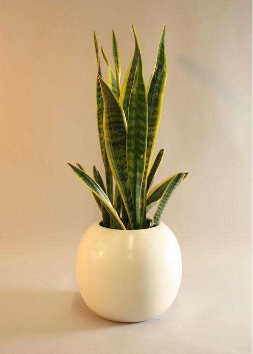 能把6种盆栽养死的站出来，以后请你们远离花草！