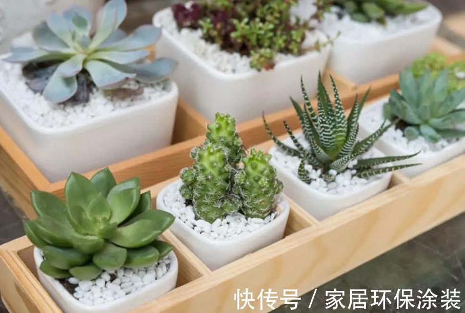 施肥|7月养花,打理盆栽当趁早戒掉这4个坏习惯