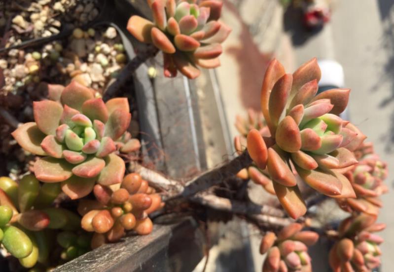 多肉浇水后还是干瘪的?教你几个小技巧,快速服盆长势好