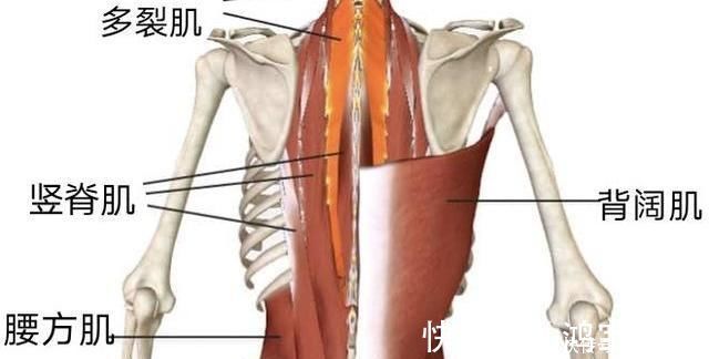 中立|“翘屁股”，我们真的需要它吗骨盆前倾危害大，9个动作纠正它