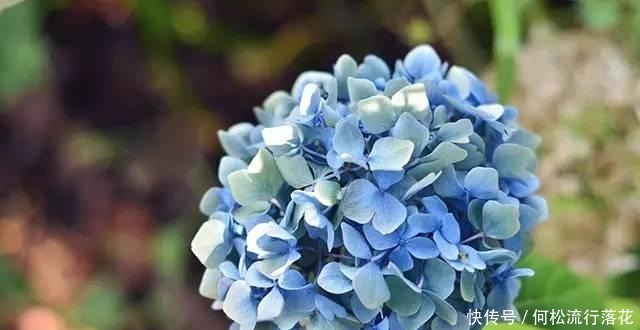 绣球花会“变脸”,稍微调一调土壤的“味道”,花色就会随心改变!