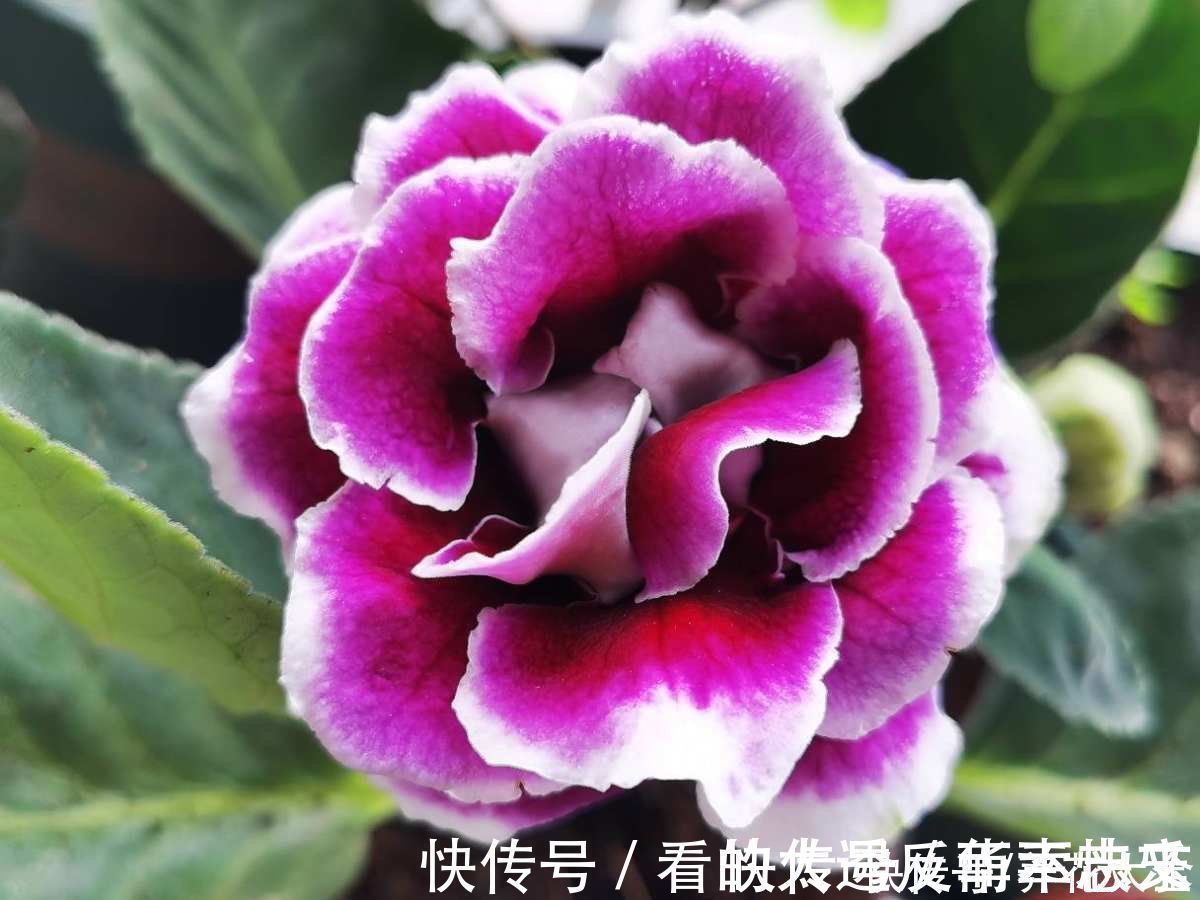 阳性|耐阴花就养这5种，阴凉地儿也能开花，颜值一点不比阳性植物低