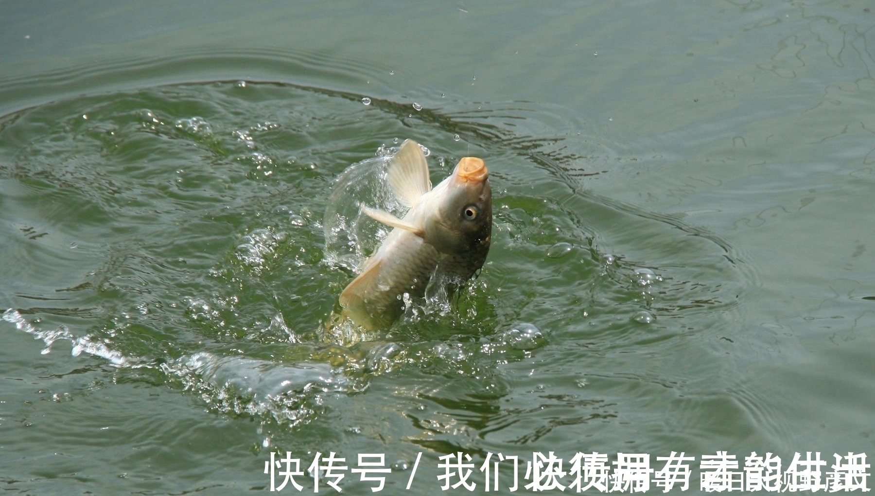 什么钓鱼会死窝?掌握以下几个技巧,再也不怕钓鱼死窝了