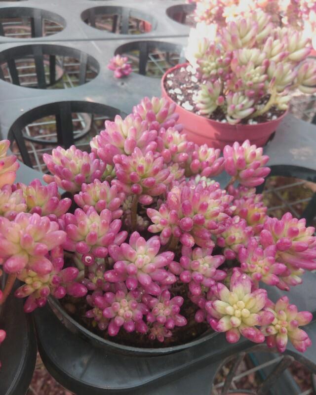 适合新手种植的多肉植物