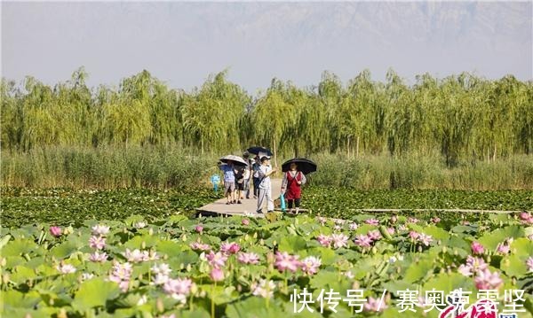 沙湖|宁夏沙湖万亩荷花竞相开放 娇艳清新惹人醉