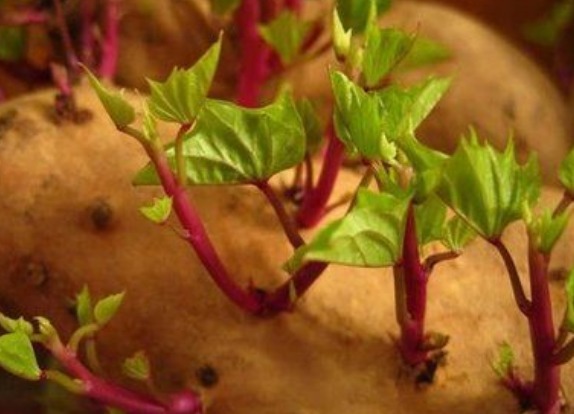 营养|花生、红薯、大蒜发芽还能吃吗有些非但没毒,营养反而更加倍