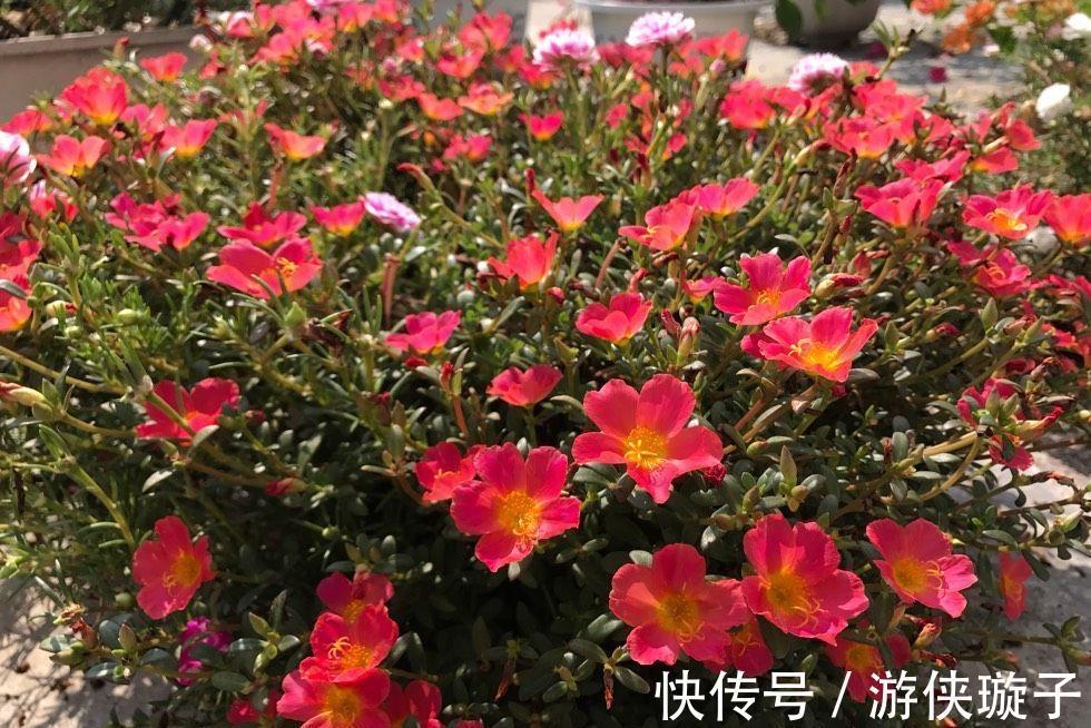 太阳花过冬,有一个技巧,顺利越冬、来年长成小树开爆花很漂亮