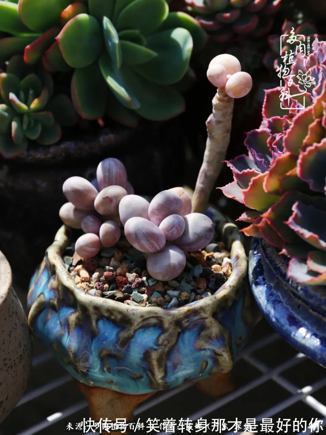 曾经的美肉,谢谢你们都惊艳过时光,谢谢你们都陪过我!