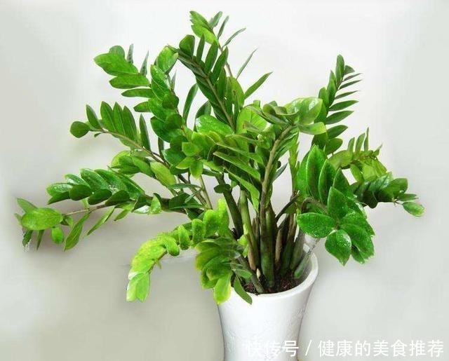 春天金钱树爱黄叶烂根,来点“小技巧”不担心,叶片翠绿有精神!