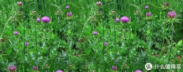 护肝片|996打工人的日常养生保健品&个护清单（附京东自营优惠指南）