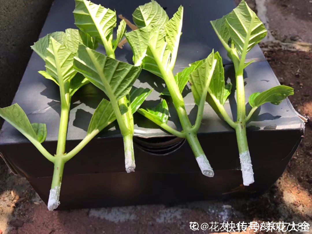 11种常见花，现在扦插，成活率特高