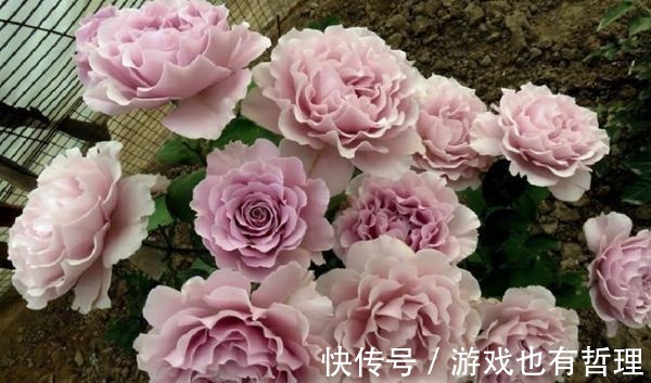 花朵|30个浓香月季品种，你喜欢哪一种养一棵满院飘香！