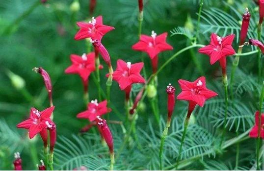 4种花最适合养阳台，一次开花300朵，每天都有漂亮花赏