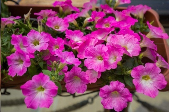 光照|7种一年四季开花的植物，阳台养一盆，天天有花看！