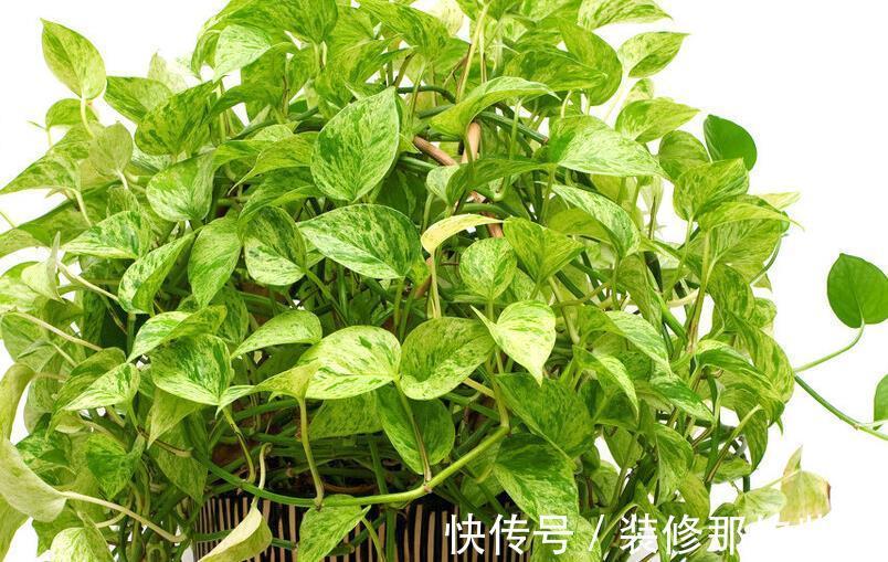 植物|4种养不死的花，省事还好看，太值得拥有了