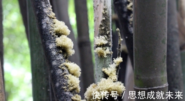 竹菌|只农村才有的山珍,生长在嫩竹上,常被人嫌弃,营养价值比燕窝高