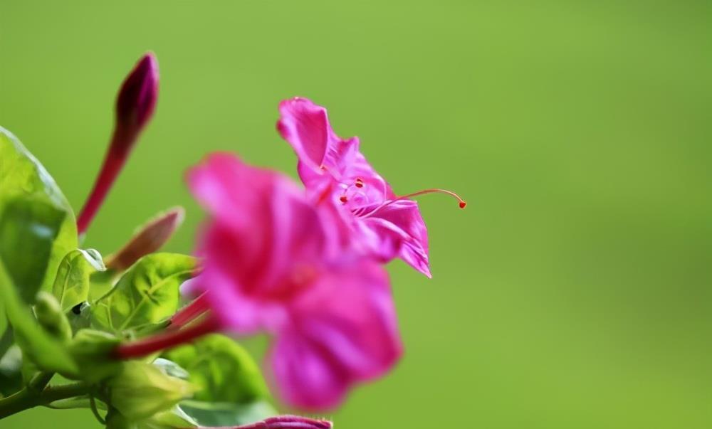 这花身上全是宝，知道的人不多，你见过吗？