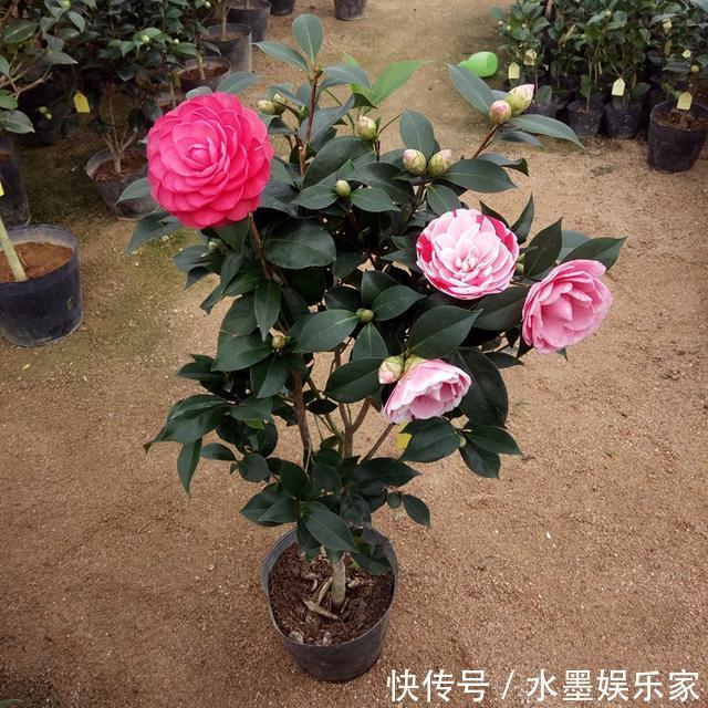 阳台上|想让山茶花爆盆吗掌握养花小知识,那全都不是事。