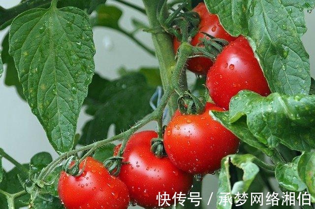 透明质酸钠|一阿姨脸上衰老暗黄,半年来坚持吃西红柿,脸部变化最后怎样了