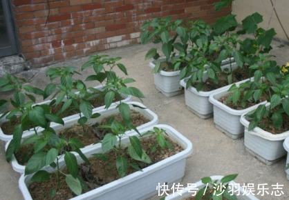 想要尖椒高产量必学尖椒的种植要点,后期管理也是关键